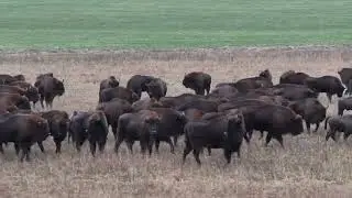 Беласуский зубр 