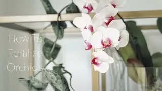 How I Fertilize Phalaenopsis Orchids In Water Culture