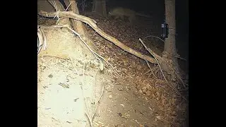 Thylacines or strange foxes ? 2025  SE Qld