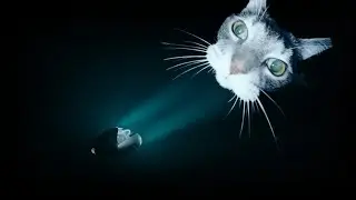 deep sea creatures