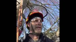 Identify Included Bark, Cable or Remove?