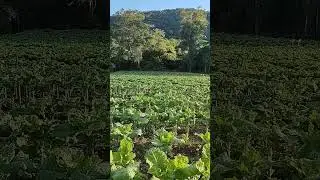plantio de couve... c&oacute;rrego dos Firminos...