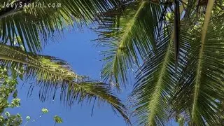 The Little Mermaid Guesthouse & Restaurant, Karon, Thailand | Travel With Saanvi