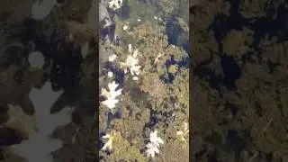 Musky and pike spawning