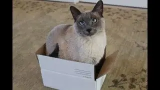 10 Weird Things Cats Do