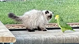 Cabana Bird