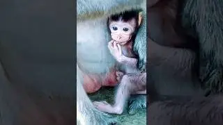 #MonkeyFunny #CrazyMonkey #LaughingMonkey #GoofyMonkey #SillyMonkey