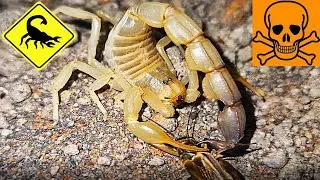 feeding my deadly venomous scorpion collection again...Parabuthus, Androctonus, Centruroides...