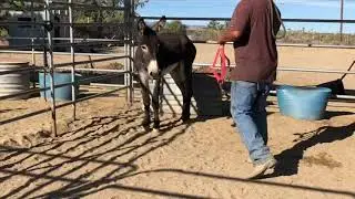 Brown- BLM burro
