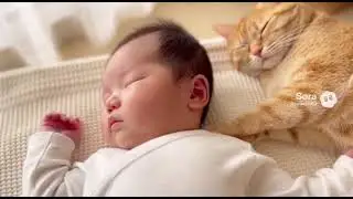 癒やしの20シーン🌙赤ちゃんと猫の幸せお昼寝タイム💤