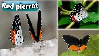 #Talicada nyseus# red Pierrot#a small but striking butterfly#lepidopterology#students#Nature lovers