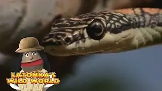 LaTonka's Wild World - Snakes On A Tree