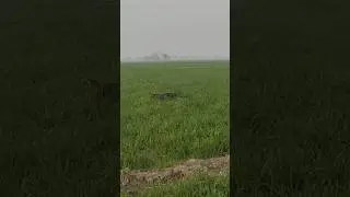 HUNTING QUAIL$ IN PAKISTAN $ BATAIR KA SHIKAR $ #shorts #shortsfeed