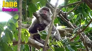 Jane monkey gave birth on the high tree, Welcome a new member, Jane family