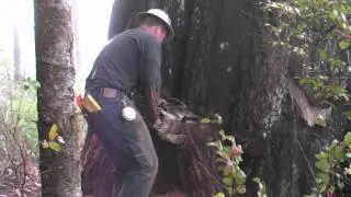 Falling Old Growth Redwood