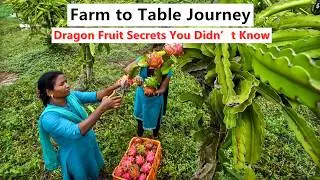 🌵 The Secret Life of Dragon Fruit  From Farm to Table 🍓✨ #dragonfruit #fruitfarming #fruitqueen