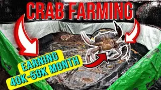 Khekda palan प्लास्टिक बेड पर कमओ 40-50 हजार 💸 | Unique Carb Farming Part 1#crabfarming #khekdapalan