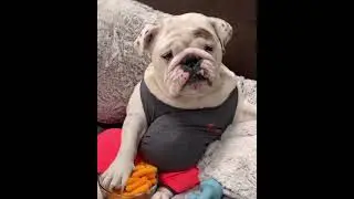 Funny Animals Vol. 9 | Animals Doing Things