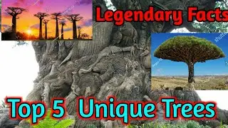 Top 5 Unique tree in the world in Hindi l Legendary Facts