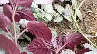 Strobilanthes alternata#shorts