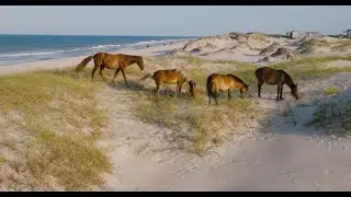 Only in The Northern Outer Banks - Plan Your Adventure - 30