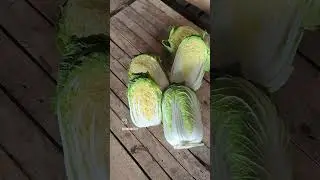 Сдаваться не когда, встань и пробуй! #sakata#sakataseeds#agritech#agriculture#trend#гимн#вкусвилл