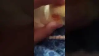 kuku sleeping at me #birds #talkingparot #parrot #cockatiel #pets