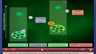 Fotofosforilaci&oacute;n ciclica y no ciclica