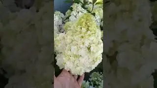 Sunday Fraise (Сандей фрайз) цветение на начало августа. Лен.область