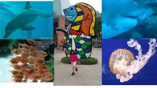 S.E.A Aquarium| Universal Studios |Sentosa |Singapore| Travel vlog 2019