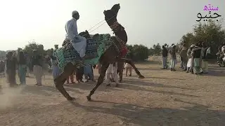 Camel 🐫🐫🐫🐫🐫🐫🐫 racing geosindh 20