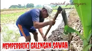 Mopok memperbaiki galengan sawah untuk lahan tanam padi organik