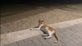 Meet the Beach Cats of Halkidiki Greek Seaside Life #greece #halkidiki 