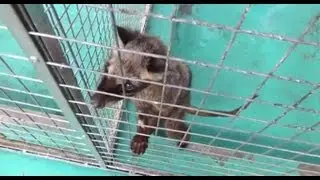 Kopi Luwak: Cruelty in Every Cup