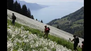 Randonn&eacute;e sur le sentier des narcisses - Suisse