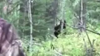 PROOF OF BIGFOOT - 100% AUTHENTIC FOOTAGE