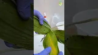 Trying to Revive this Orchid #orchid #thegreenearth #plants