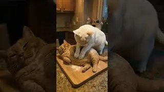 cat bread 🍞🥲 #ai #cat #veo3 #trending #viral
