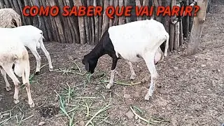 como saber que uma ovelha está prenha ou vai parir e quanto tempo leva a gestação