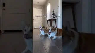 Corgi Preferences | Tofu the Corgi | #shorts