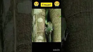 #snake attack birds 😭🤢#youtube tranding video #shortviral