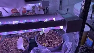 Traffic Jam in the Grow Room