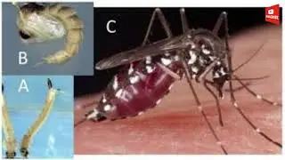 'Pathogen prospecting'  Mosquito researchers track malaria's history by examining its epidemiology