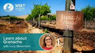 Learn about Grenache/Garnacha with Lucy Stevenson DipWSET
