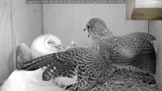 Kestrel attacks barn owl while incubating eggs.