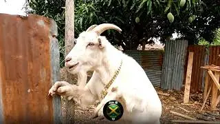 Mango Drop Wrong Yard &ndash; Now Billy Vex Vex! #jamaican Comedy - Jamaican Memes #shorts #jamaicancomedy