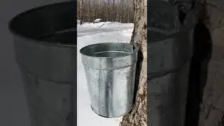 Maple sap flowing into a bucket