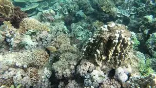 Oval (Redfin) (Pinstripe) butterflyfish in the southern lagoon at Lord Howe Island