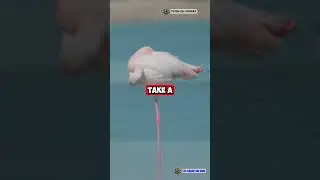 Why Do Flamingos Stand on One Leg? 🤔🦩