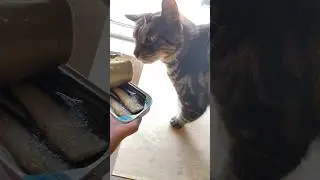 Cats Eat Sardines For The First Time!! #cats